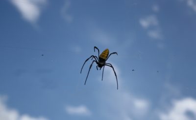 朝に蜘蛛を殺すな その由来と真意とは